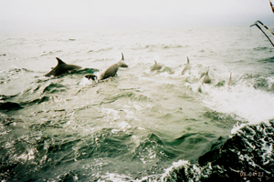 Bottlenose dolphins off Slyne Head, Galway © Ivan O' Kelly, IWDG